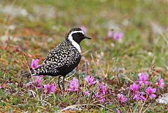 American Golden-Plover